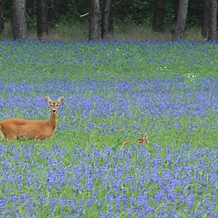 Soeven Seen Huus Am Garder 펜션 Lohmen (Mecklenburg-Vorpommern)